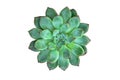 A Green Succulent Plant in White Background Royalty Free Stock Photo