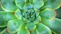 Close-up of A Green Succulent Plant Royalty Free Stock Photo