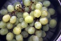 Green sweet grapes in water