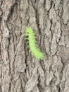 Image of the green taturana caterpillar on a tree trunk Royalty Free Stock Photo