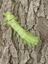 Image of the green taturana caterpillar on a tree trunk Royalty Free Stock Photo