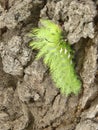 Image of the green taturana caterpillar on a tree trunk Royalty Free Stock Photo