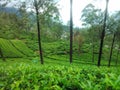 This image is tea garden and mountans Royalty Free Stock Photo