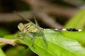 Image of green tiger skimmer dragonfly Orthetrum sabina Royalty Free Stock Photo