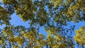 Image of green trees on clear blue sky Royalty Free Stock Photo