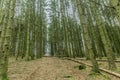 Image of green trunks of trees and fallen tree trunks from a lower perspective