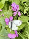 Green-veined butterfly