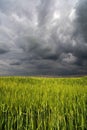 Image of a green wheat field Royalty Free Stock Photo