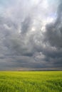 Image of a green wheat field Royalty Free Stock Photo