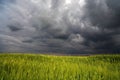 Image of a green wheat field Royalty Free Stock Photo