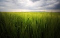 Image of a green wheat field Royalty Free Stock Photo