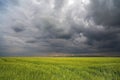 Image of a green wheat field with stormy clouds background Royalty Free Stock Photo