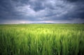 Image of a green wheat field with stormy clouds background Royalty Free Stock Photo