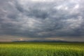 Image of a green wheat field with stormy clouds background Royalty Free Stock Photo