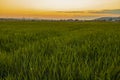 image of green wheat in the field Royalty Free Stock Photo