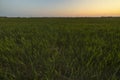 image of green wheat in the field Royalty Free Stock Photo