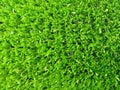 Image of grern grass texture.