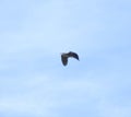 Grey heron in flight