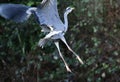 Grey heron in flight Royalty Free Stock Photo