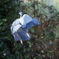 Grey heron in flight Royalty Free Stock Photo