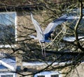 Grey heron taking off Royalty Free Stock Photo