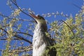 Grey heron from below Royalty Free Stock Photo