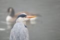 Grey heron in the fog Royalty Free Stock Photo