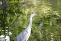 Grey heron side profile shot Royalty Free Stock Photo