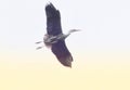 Grey heron flying high up Royalty Free Stock Photo