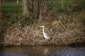 Grey heron in wetlands Royalty Free Stock Photo