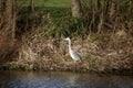 Grey heron in wetlands Royalty Free Stock Photo