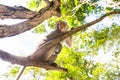 Image of a grey monkey in a tree. Royalty Free Stock Photo