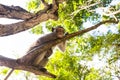 Image of a grey monkey in a tree. Royalty Free Stock Photo