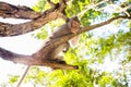 Image of a grey monkey in a tree. Royalty Free Stock Photo