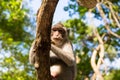 Image of a grey monkey in a tree. Royalty Free Stock Photo