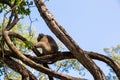 Image of a grey monkey in a tree. Royalty Free Stock Photo
