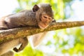 Image of a grey monkey in a tree. Royalty Free Stock Photo