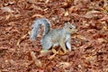 Grey Squirrel (Sciurus carolinensis) on autumn leaves Royalty Free Stock Photo