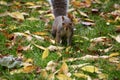 Grey squirrel among autumn leaves Royalty Free Stock Photo