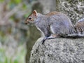 Grey squirrel in a church yard