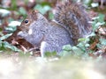 Grey squirrel eating under trees Royalty Free Stock Photo