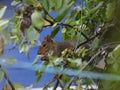 Grey squirrel in a tree Royalty Free Stock Photo