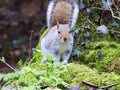 Grey squirrel on a mossy tree Royalty Free Stock Photo