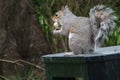 Grey squirrel eating food Royalty Free Stock Photo