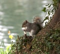 Grey squirrel by a river Royalty Free Stock Photo