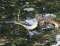 Grey wagtail in a river Royalty Free Stock Photo