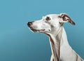 Image of a greyhounds dog head on clean background. Mammals. Pet. Animals