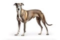 Image of greyhounds dog on white background. Pet. Animals