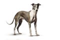 Image of greyhounds dog on white background. Pet. Animals