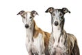 Image of greyhounds dog on white background. Pet. Animals